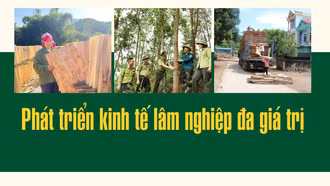 Phát triển kinh tế lâm nghiệp đa giá trị