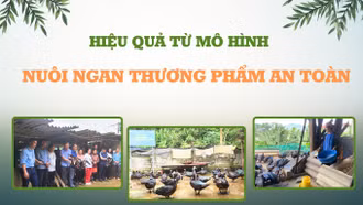 Hiệu quả từ mô hình nuôi ngan thương phẩm an toàn