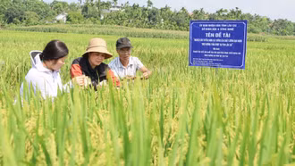 Đánh giá đề tài nghiên cứu, tuyển chọn các giống lúa chất lượng gạo ngon theo hướng thảo dược