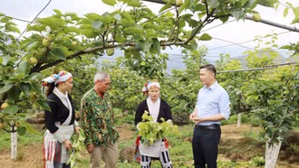 Mường Hum nâng cao giá trị cây lê