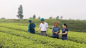Chủ động phòng trừ sâu bệnh trên cây chè