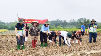 Xã Thác Bà ra quân sản xuất cây trồng vụ Đông năm 2026