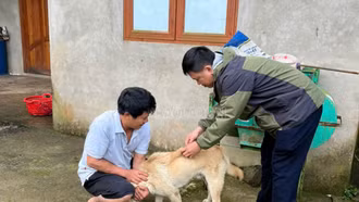 Tỷ lệ tiêm vắc-xin phòng bệnh dại trên đàn chó, mèo tăng 99% so với cùng kỳ
