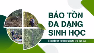 Bảo tồn đa dạng sinh học ở Khu Bảo tồn thiên nhiên Hoàng Liên - Văn Bàn