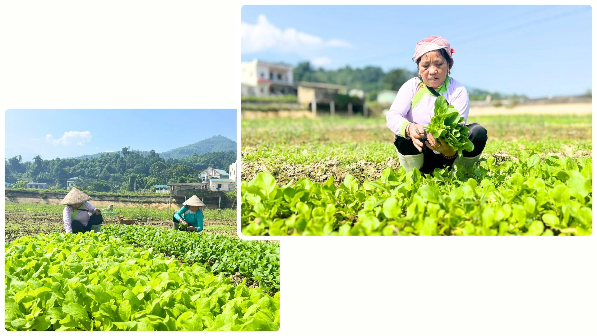 Nông dân thu hoạch lứa rau xanh đầu tiên sau thiên tai.