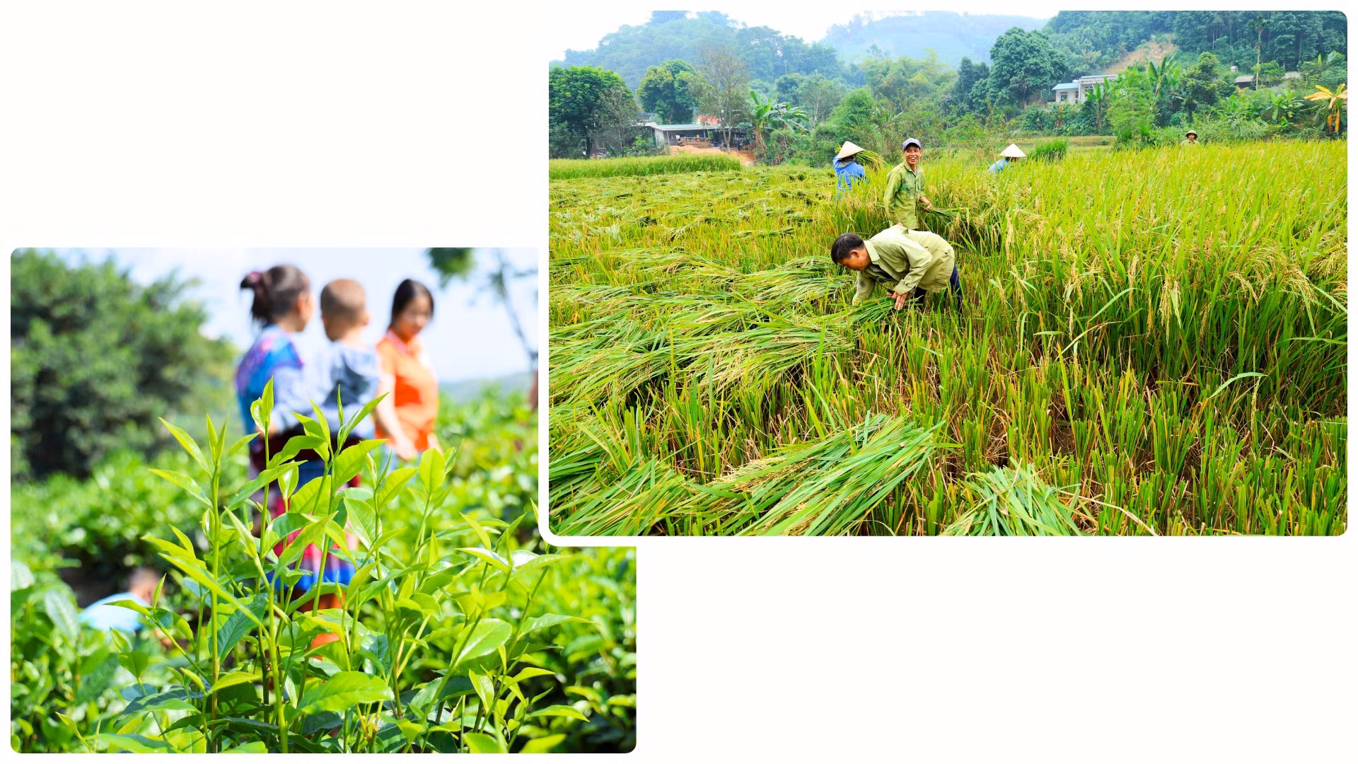 Vùng lũ nay đã ngập sắc tươi xanh trở lại.