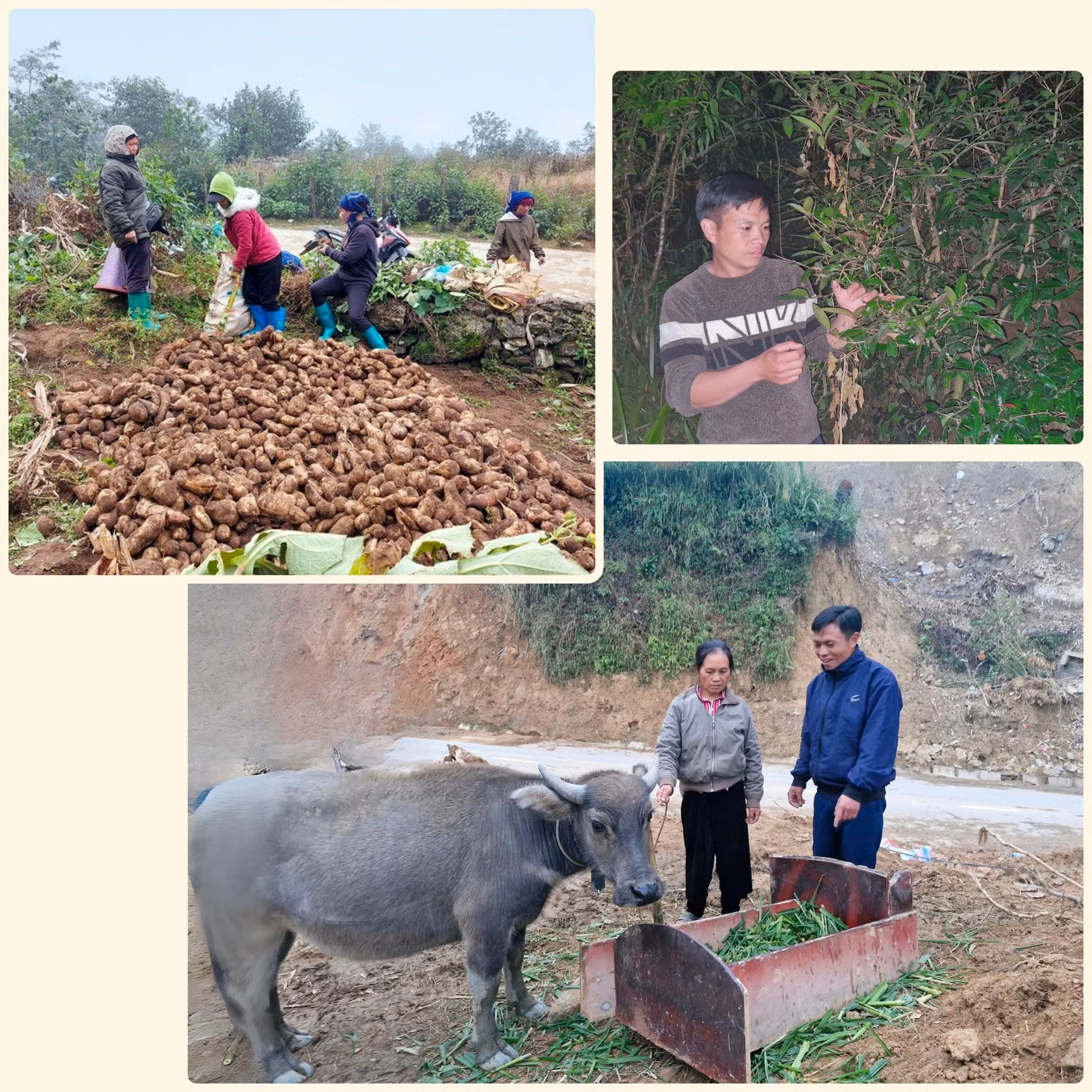 Ở “mũi đá” Ngải Thầu, đại biểu Sùng A Siềng luôn trăn trở tìm cách giúp Nhân dân phát triển kinh tế, thoát nghèo bền vững.