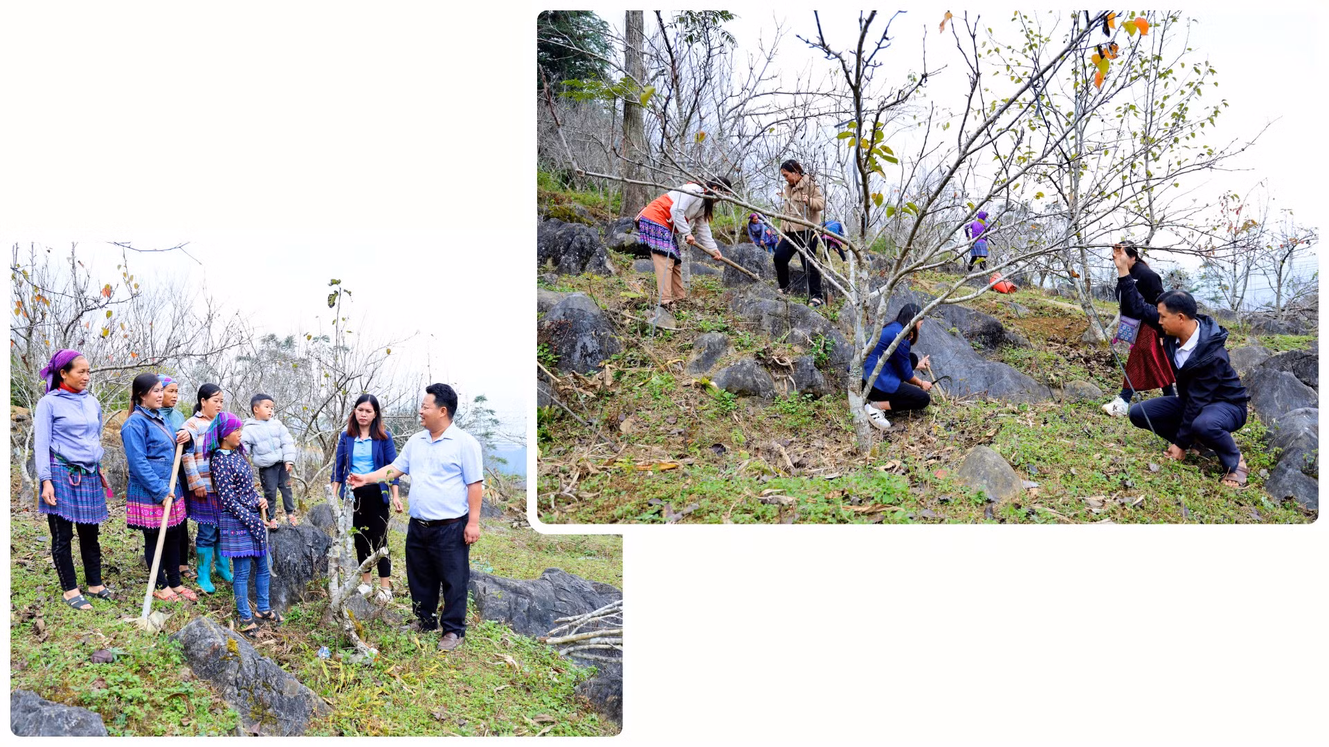 Người dân Si Ma Cai tập trung khôi phục sản xuất nông nghiệp.