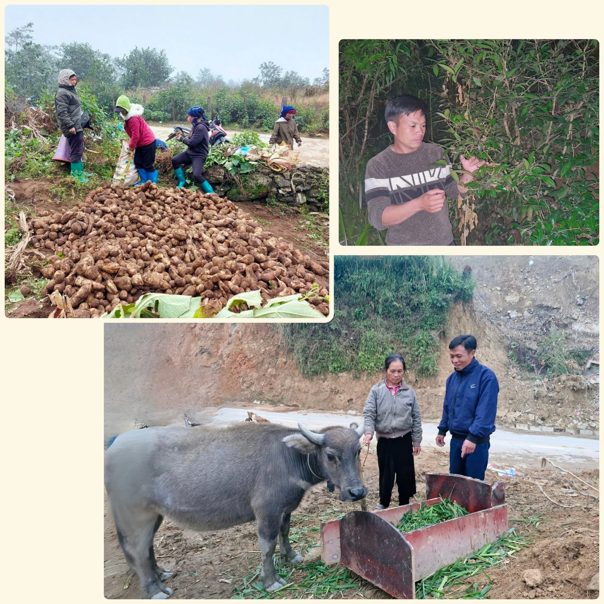 Ở “mũi đá” Ngải Thầu, đại biểu Sùng A Siềng luôn trăn trở tìm cách giúp Nhân dân phát triển kinh tế, thoát nghèo bền vững.