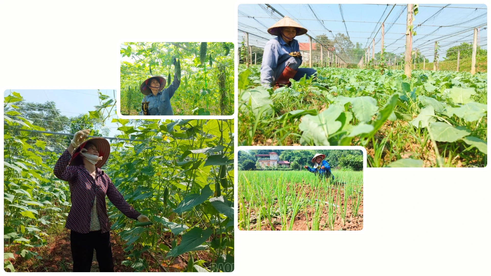 Các chủng loại rau, màu được bà con đưa vào gieo trồng sau mưa lũ gồm: mướp đắng, mướp ngọt, đậu đỗ các loại, su hào, su su, cải bắp, cà chua, rau gia vị...