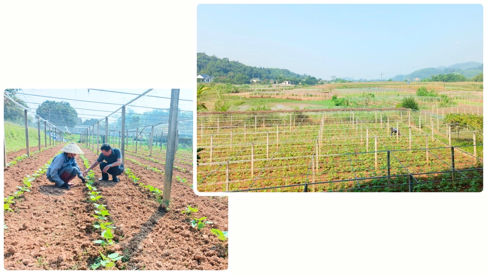 Màu xanh trở lại vùng chuyên canh rau Gia Phú.