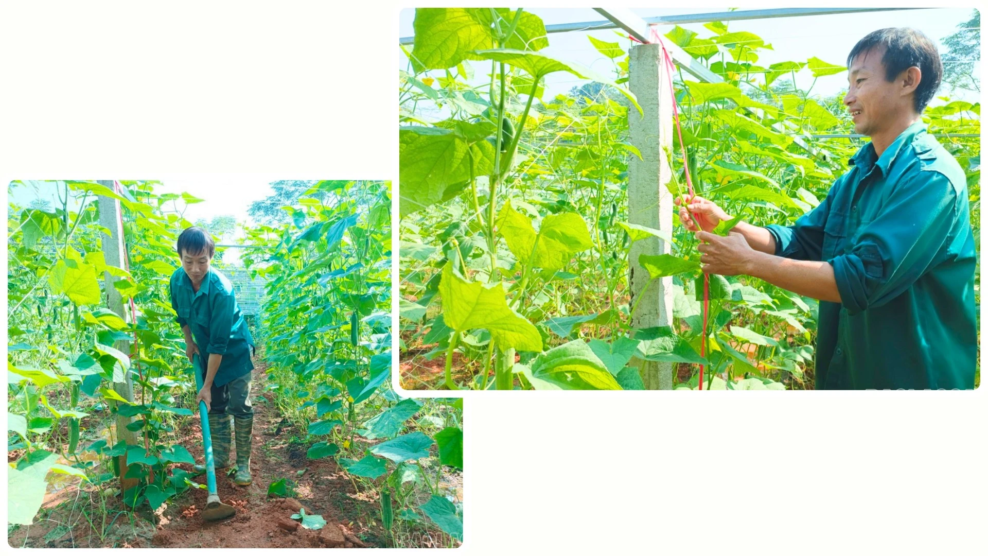 Người dân Gia Phú chủ động phục hồi sản xuất nông nghiệp sau mưa lũ.