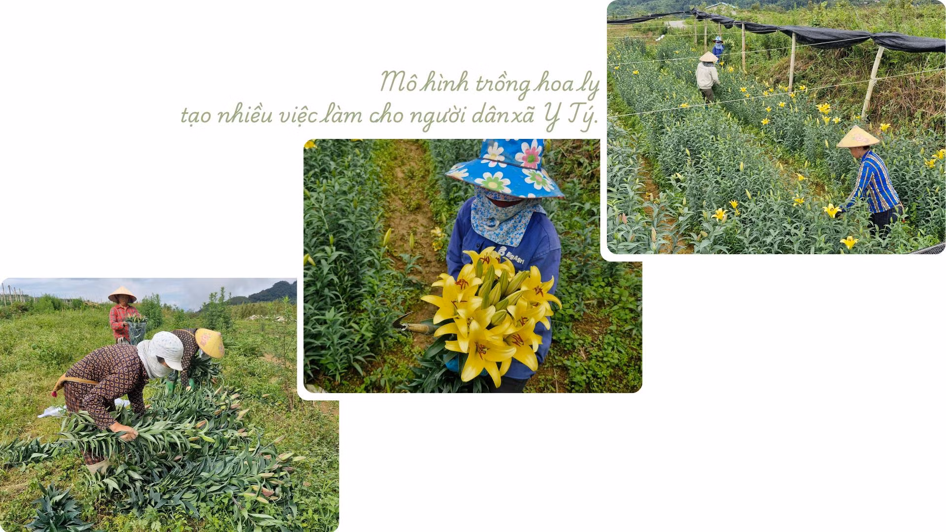 Khát vọng dưới núi Lảo Thẩn.png