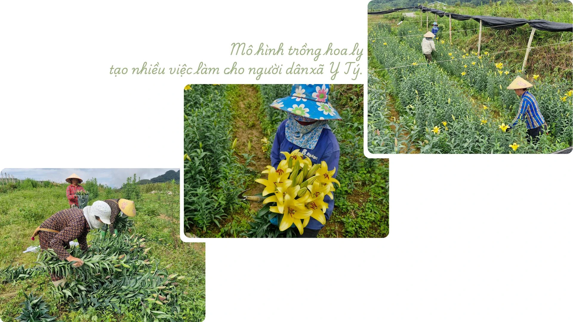 Khát vọng dưới núi Lảo Thẩn.png