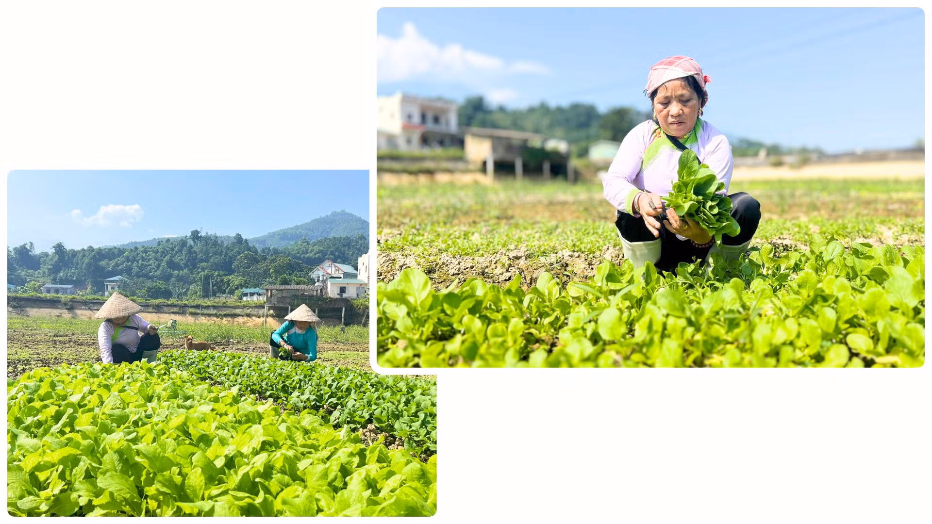 Nông dân thu hoạch lứa rau xanh đầu tiên sau thiên tai.