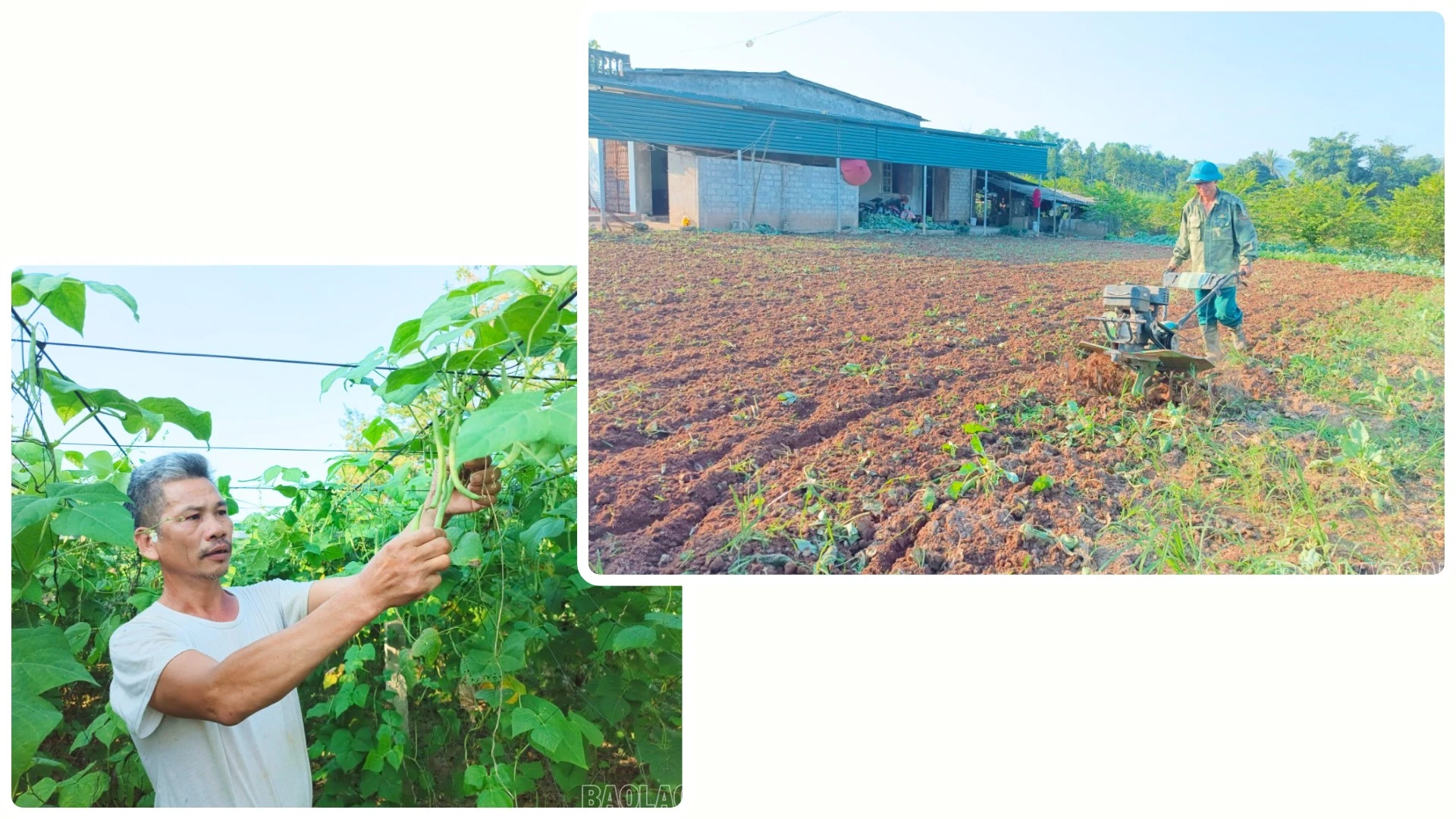 Người dân xã Thái Niên làm đất trồng rau vụ đông.