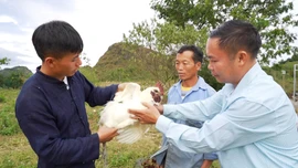 Đảng viên Lồ A Chơ làm giàu từ đôi bàn tay trắng