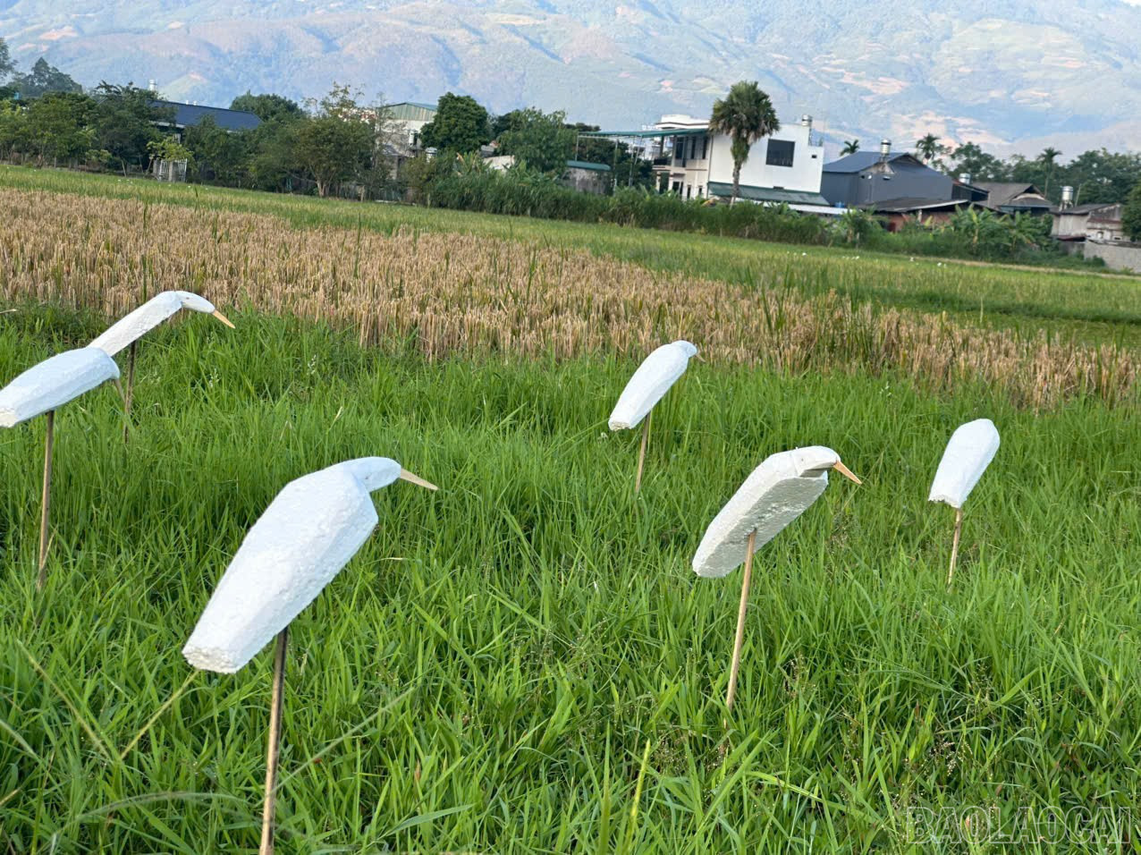 baolaocai-br_z7098908197548-6844868544da2508c614d6bef8197640.jpg