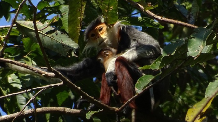 Rotschenkliger Kleideraffen (Pygathrix nemaeus) und sein Jungtier in Laboi, Hin Nam No Nationalpark. Voọc chà vá chân đỏ (Pygathrix nemaeus) và con non tại Laboi, Vườn Quốc gia Hin Nam Nô.