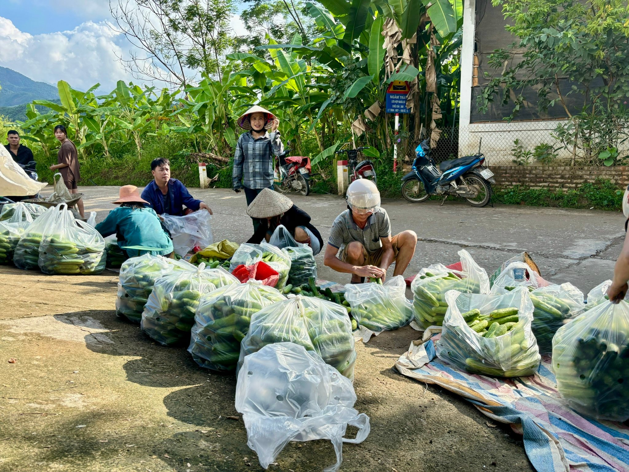 48-ho-dan-tham-mo-hinh-trong-dua-link-ket.jpg