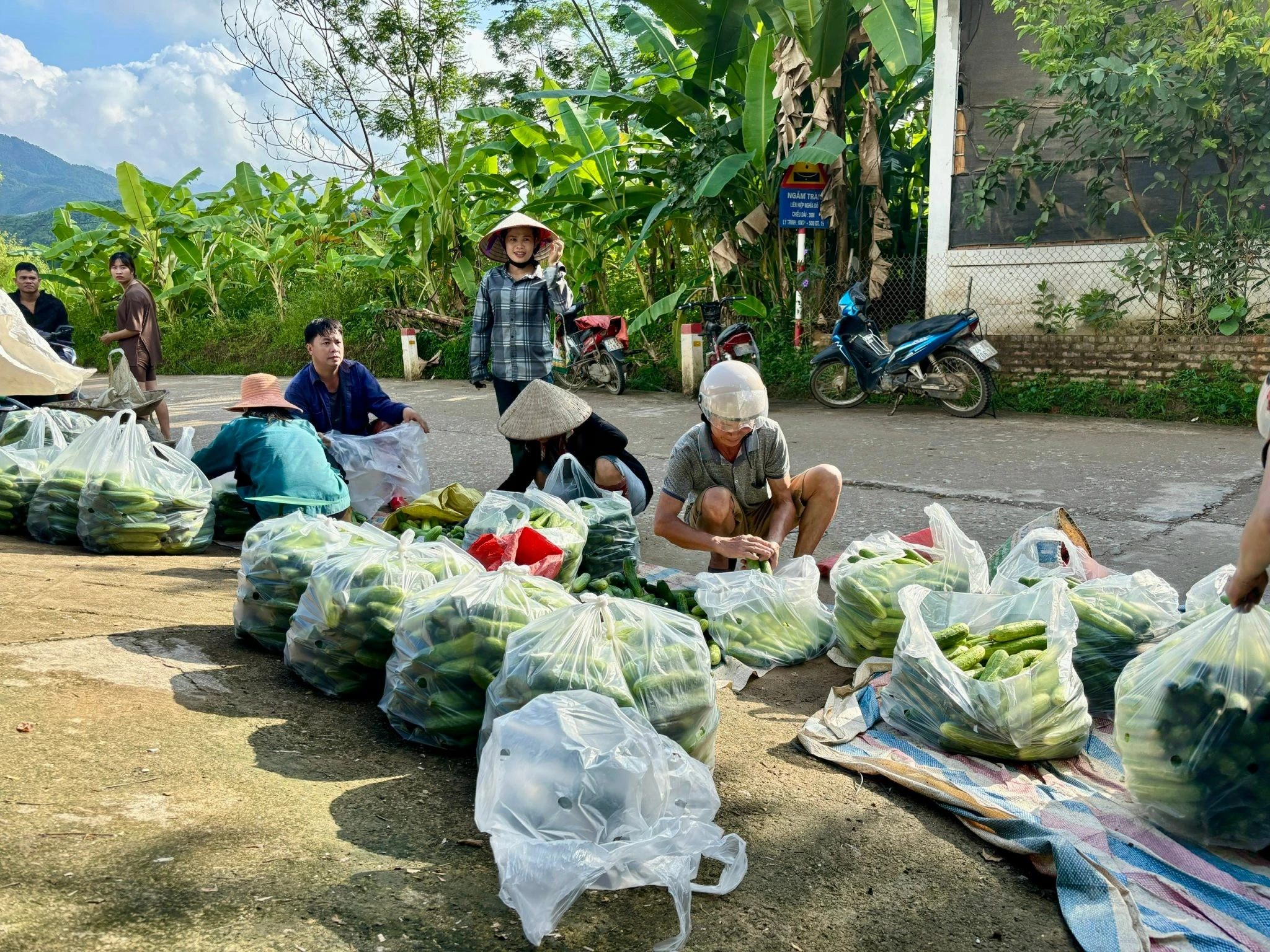 48-ho-dan-tham-mo-hinh-trong-dua-lien-ket.jpg