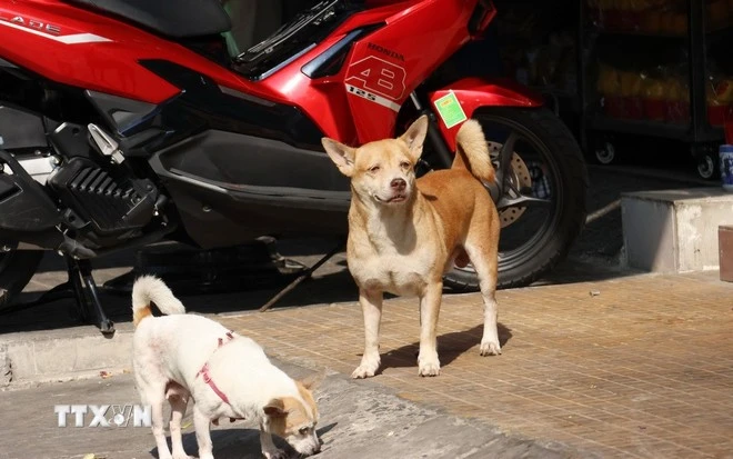 Hành vi thả rông động vật nuôi trong đô thị hoặc nơi công cộng có thể bị phạt 500.000 tới 1 triệu đồng.