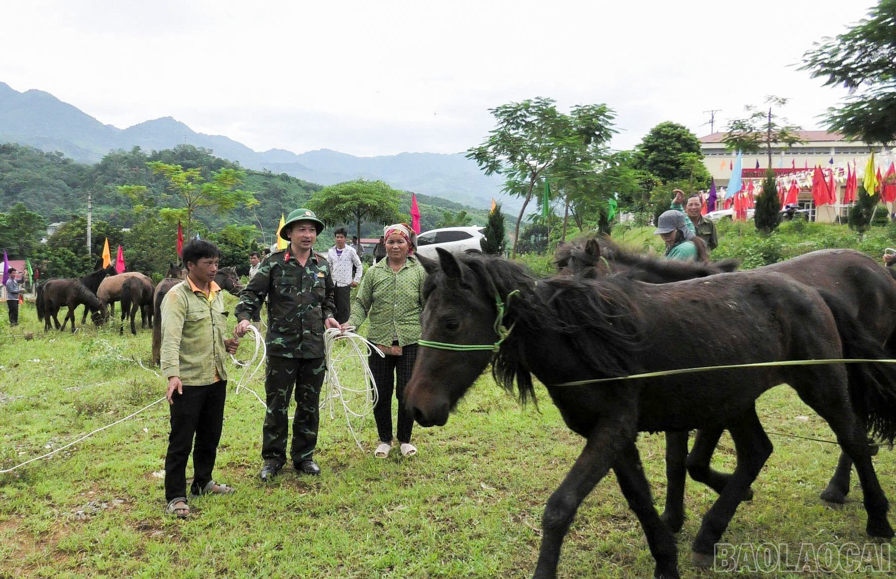 baolaocai-br_3-1.jpg