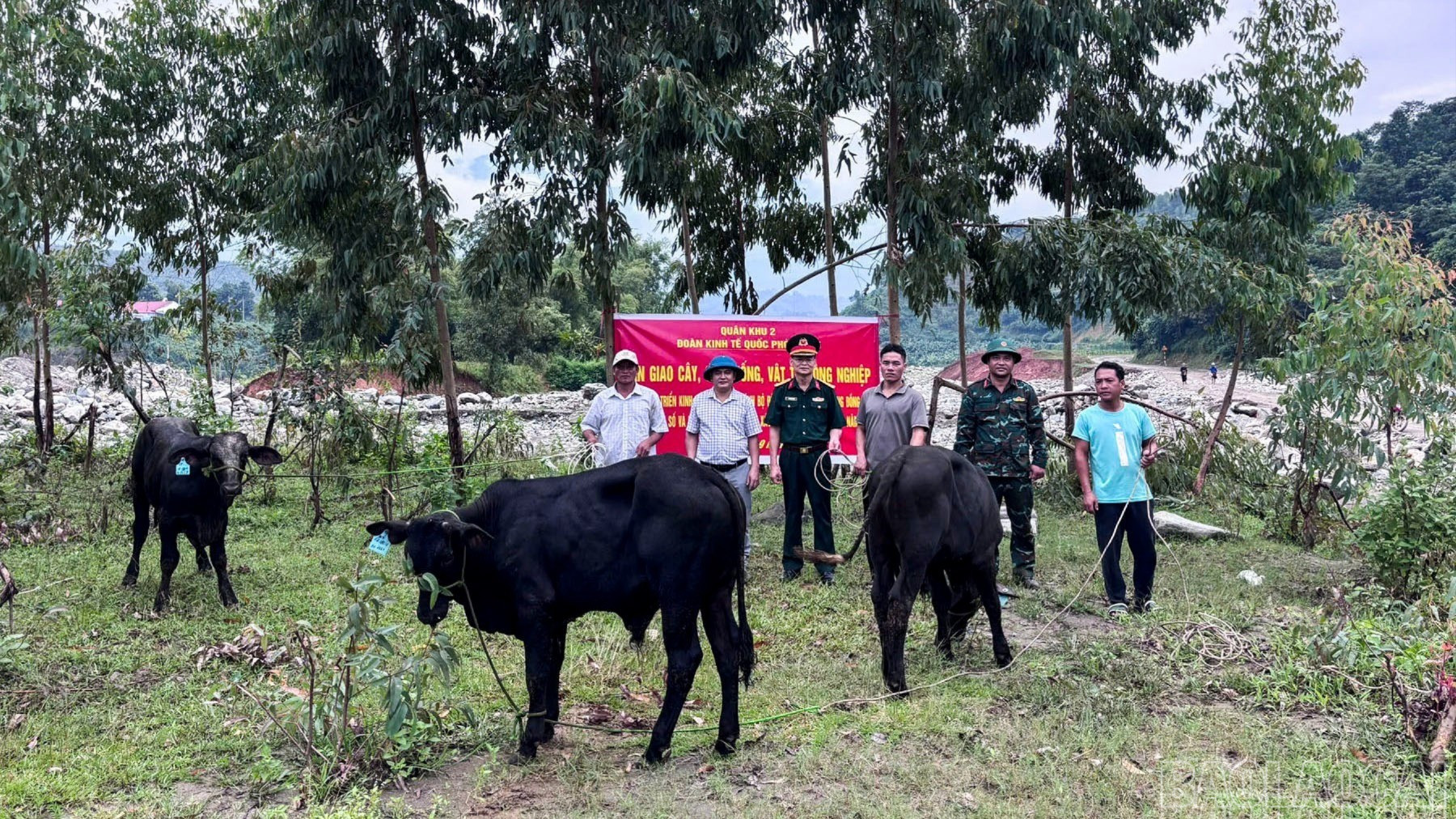 Đại tá Nguyễn Hữu Cảnh - Chính ủy Đoàn Kinh tế - Quốc phòng 345 bàn giao bò giống cho các hộ dân. baolaocai-br-1.jpg