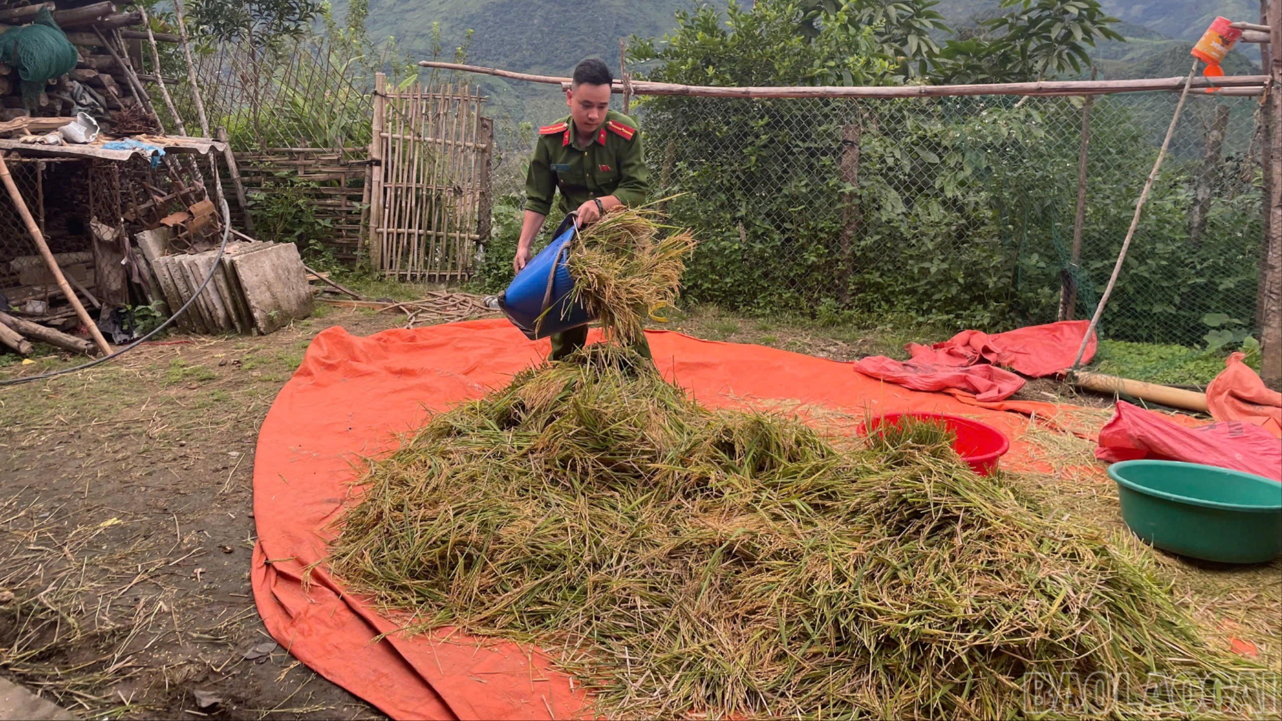 Công an xã Bản Hồ giúp dân gặt lúa tránh bão. br-anh2.jpg