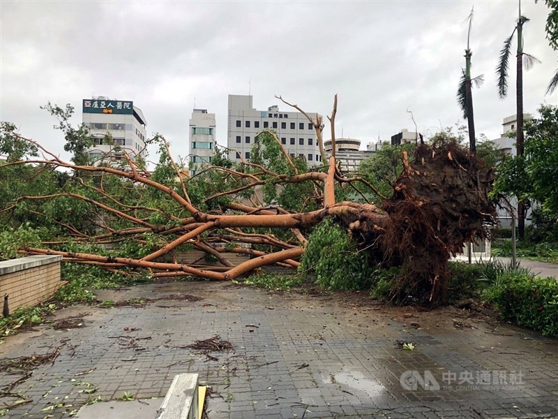 Cây bị bật gốc trên đường phố ở Chiayi (Ảnh: CNA) bao7-7-3.jpg