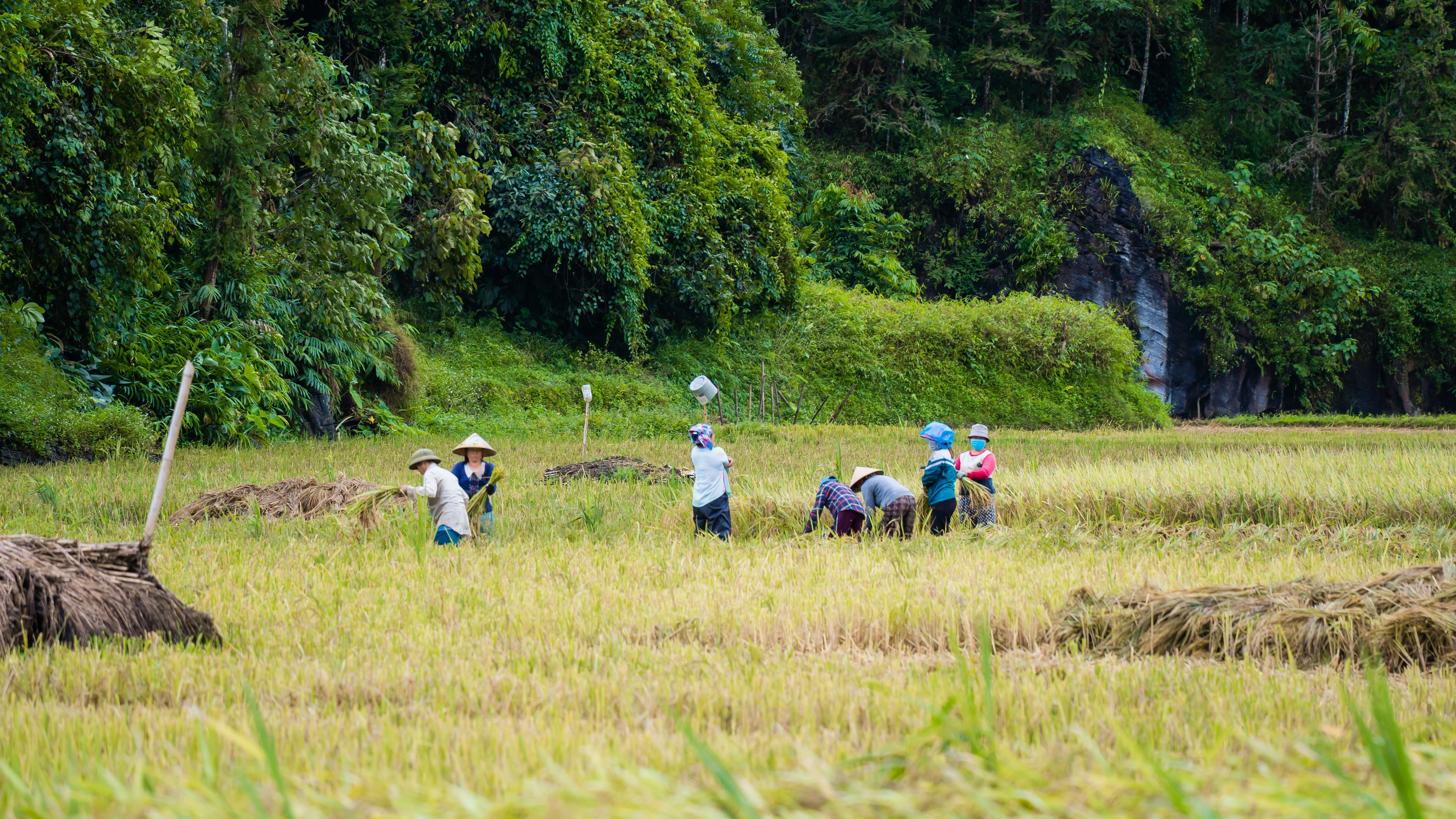 Người dân tranh thủ thu hoạch sớm diện tích lúa bị đổ.