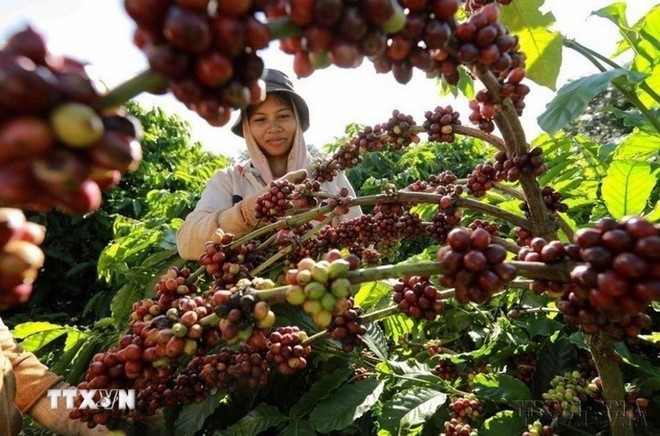 Thu hoạch cà phê Thu hoạch cà phê