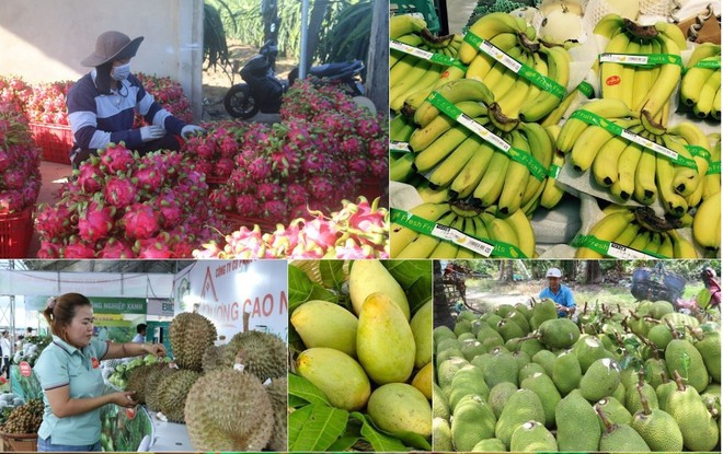 Ngành nông nghiệp đang đẩy mạnh mở rộng các thị trường, đa dạng hoá các sản phẩm xuất khẩu. 8-7xuatkhau3.jpg