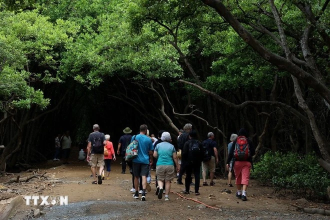 Đảo Khỉ nằm trong hệ sinh thái khu dự trữ sinh quyển rừng ngập mặn Cần Giờ thu hút hàng chục nghìn lượt khách du lịch đến tham quan và tìm hiểu mỗi năm.