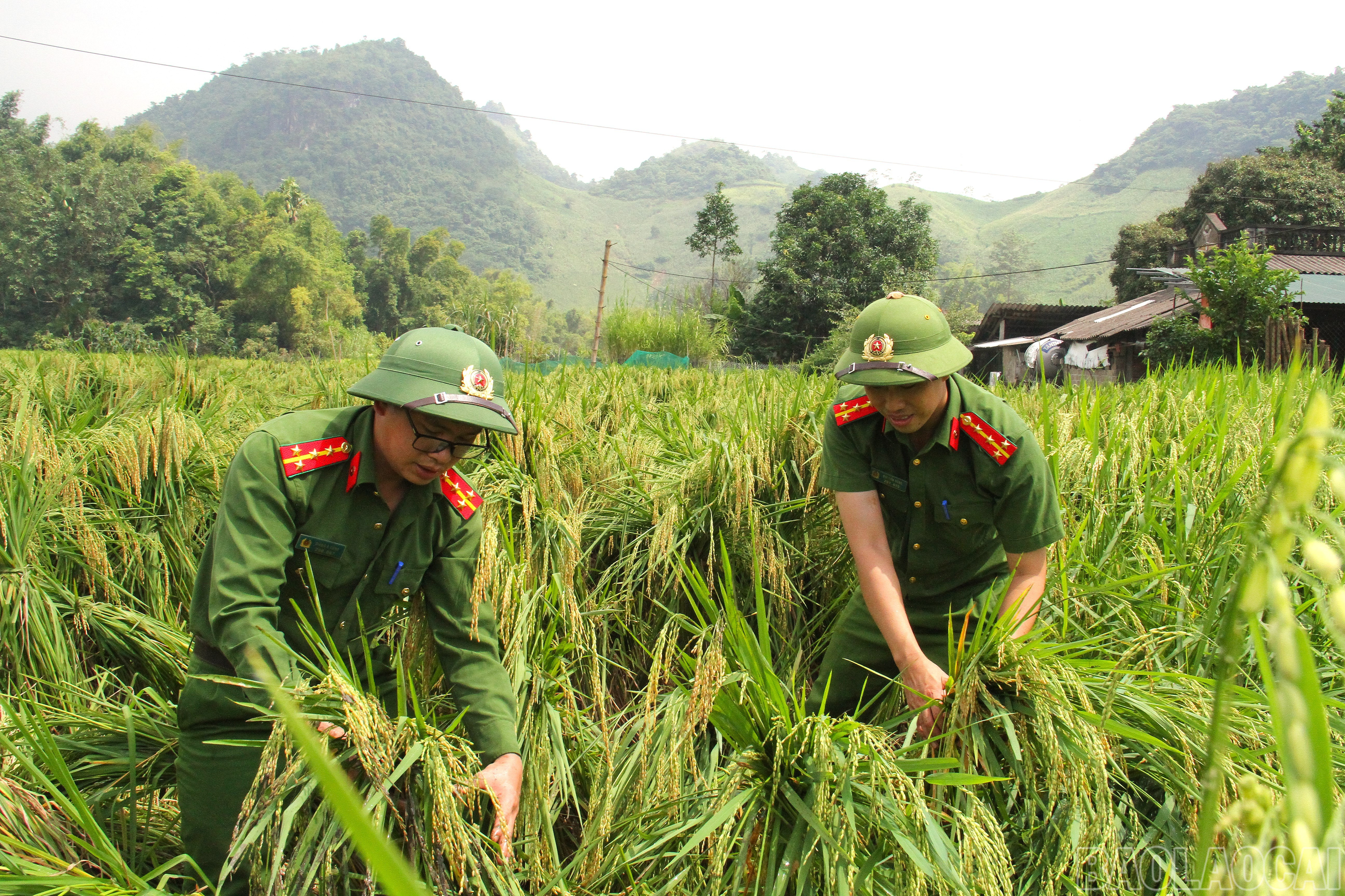 Công an xã hỗ trợ người dân buộc dựng lúa tránh ngập. baolaocai-br_vanban-1.jpg