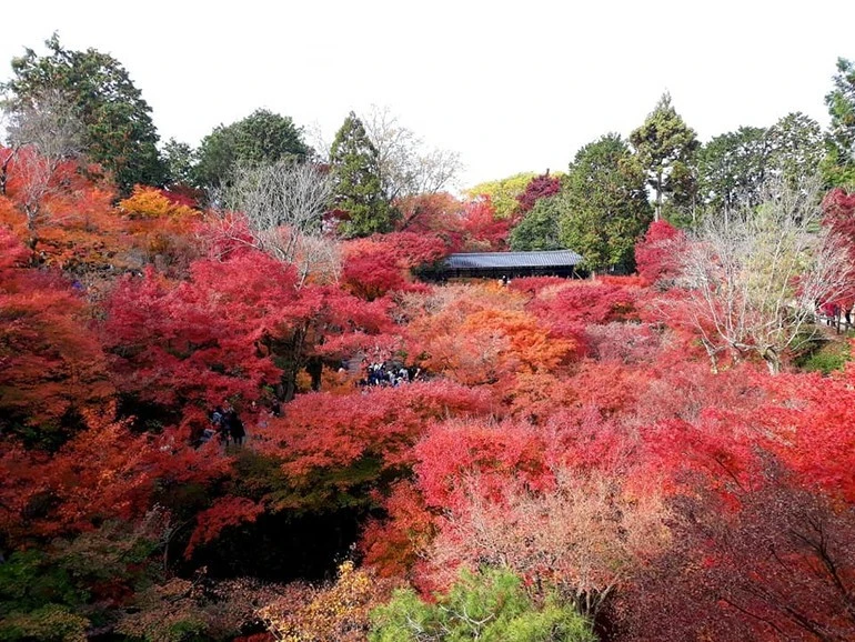 Cảnh sắc mùa thu tại chùa Kiyomizu-dera, Nhật Bản. (Ảnh: HỒNG THẮM)