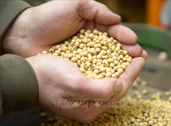Sản phẩm đậu tương thu hoạch tại một trang trại ở Iowa, Mỹ. Sản phẩm đậu tương thu hoạch tại một trang trại ở Iowa, Mỹ.