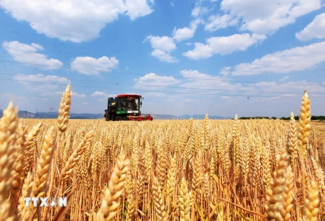 Nông dân thu hoạch lúa mỳ.