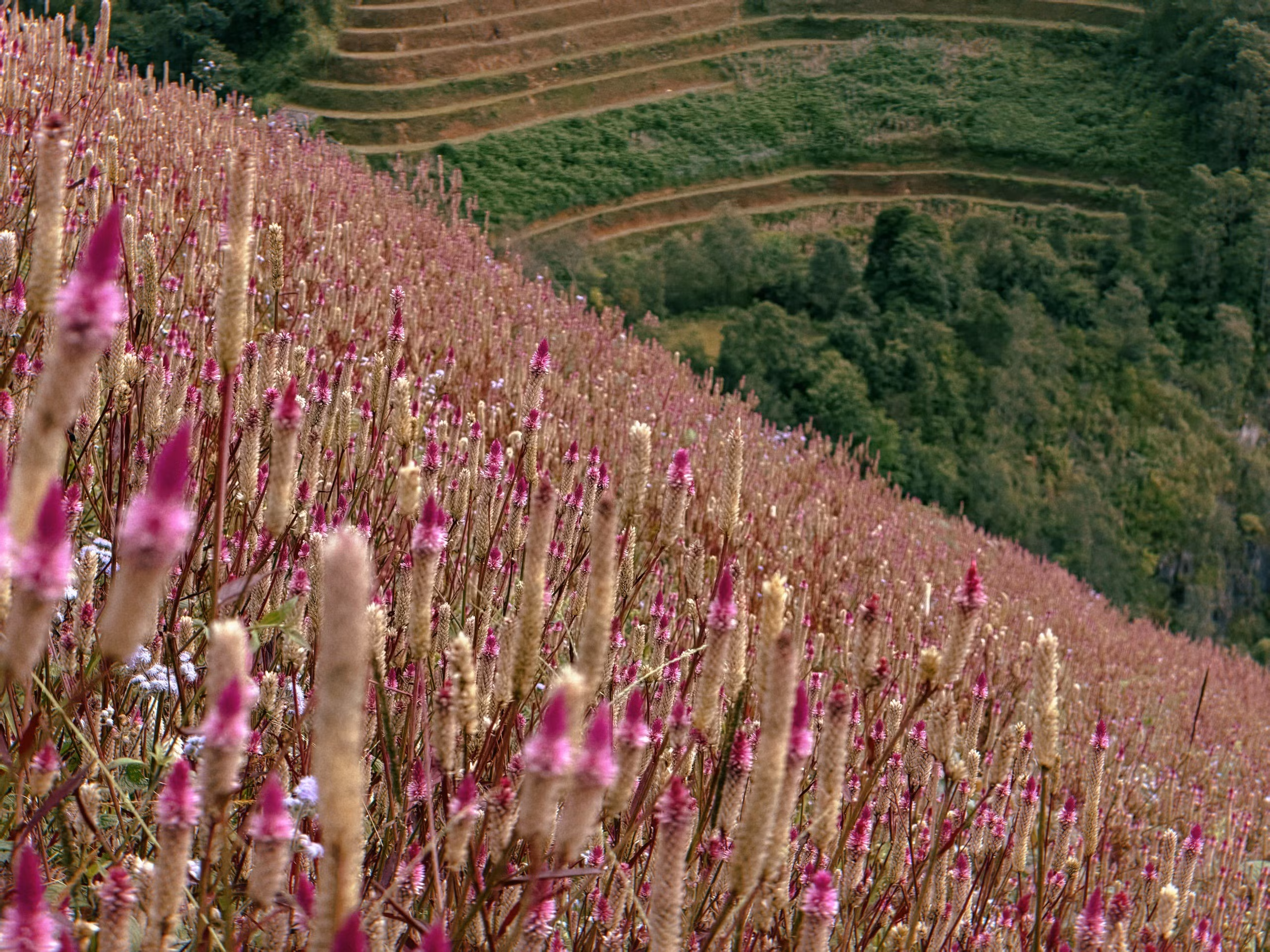 Cả sườn đồi phủ kín sắc tím hoa mào gà, đan xen giữa nền ruộng bậc thang xanh vàng đang vào vụ chín muộn.