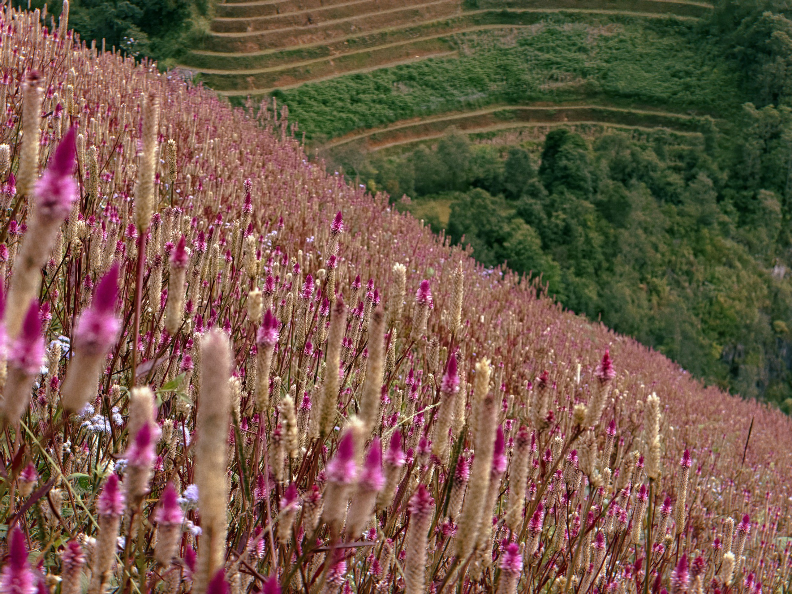 Cả sườn đồi phủ kín sắc tím hoa mào gà, đan xen giữa nền ruộng bậc thang xanh vàng đang vào vụ chín muộn.