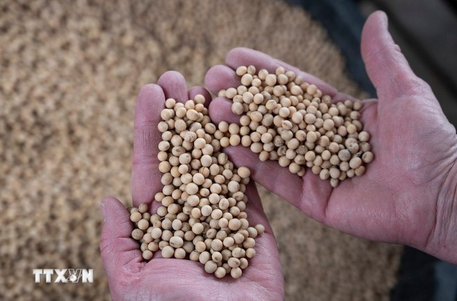 Nông dân thu hoạch đậu tương tại trang trại ở Scribber, bang Nebraska, Mỹ.