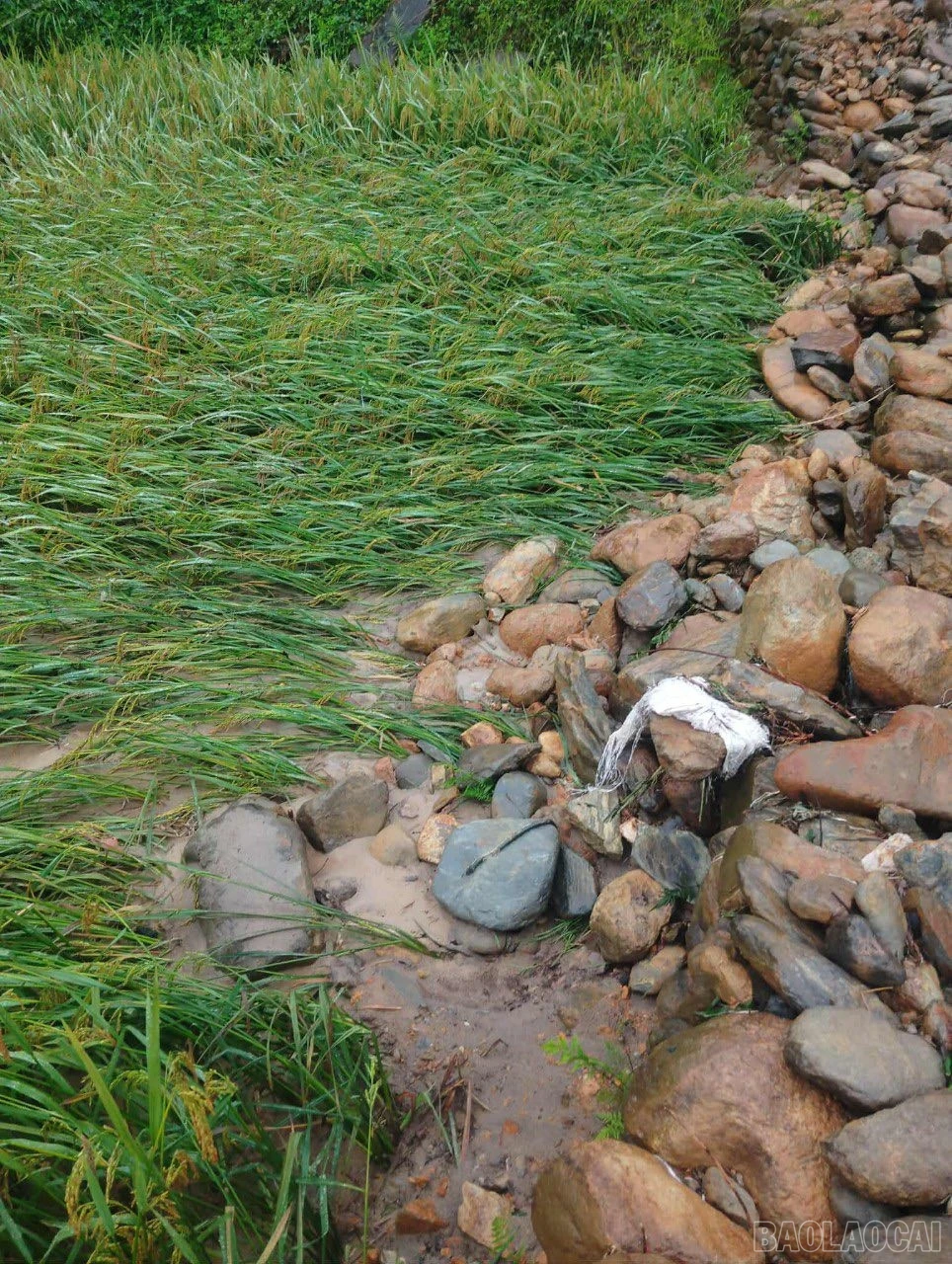 Cập nhật tình hình mưa lũ trên địa bàn tỉnh ngày 29 và 30/9 ảnh 176