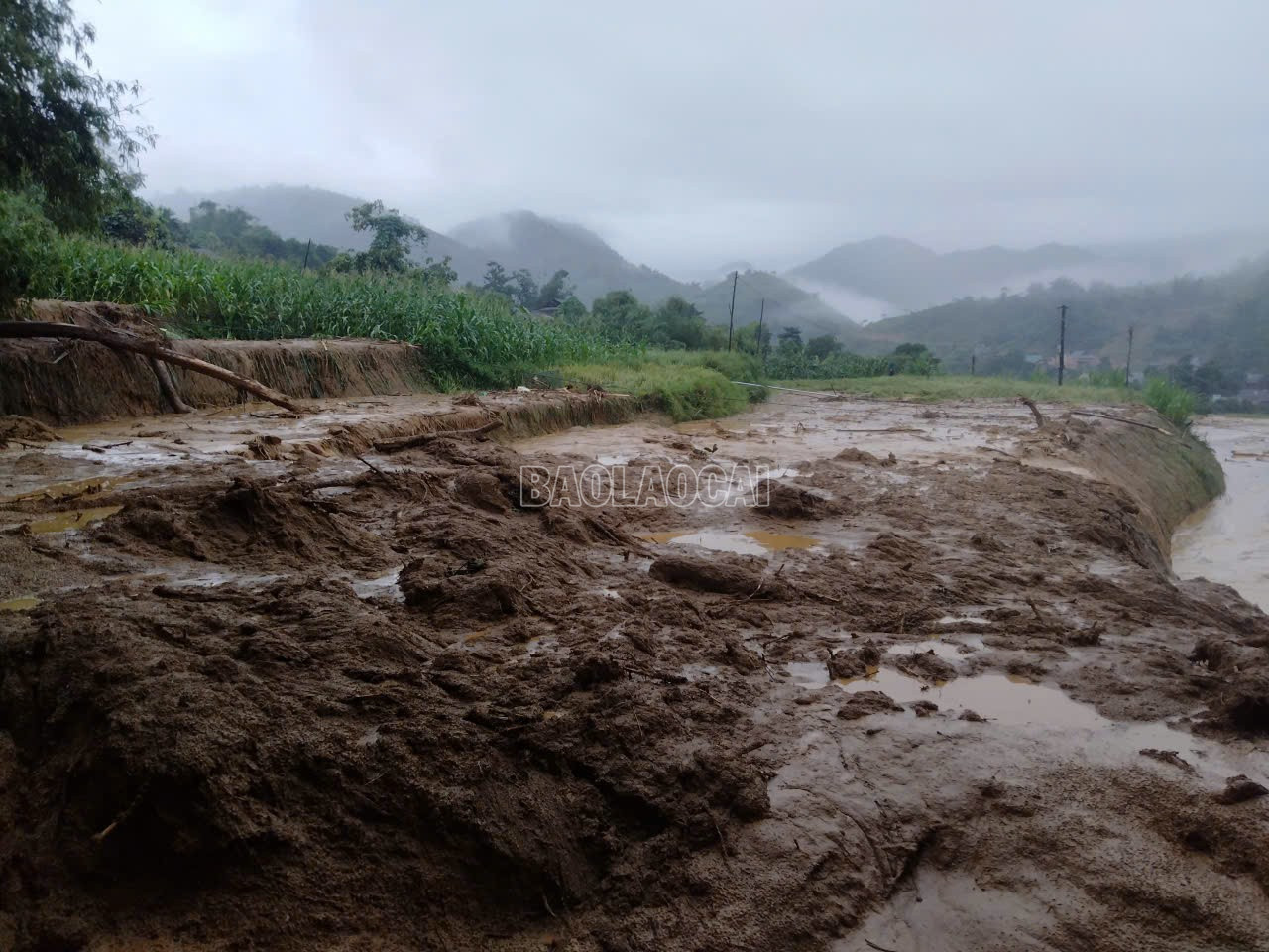 65 ha lúa và hoa màu bị hư hại.