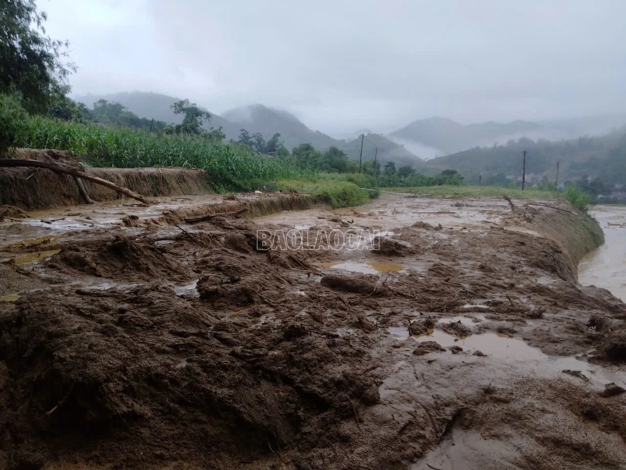 65 ha lúa và hoa màu bị hư hại.