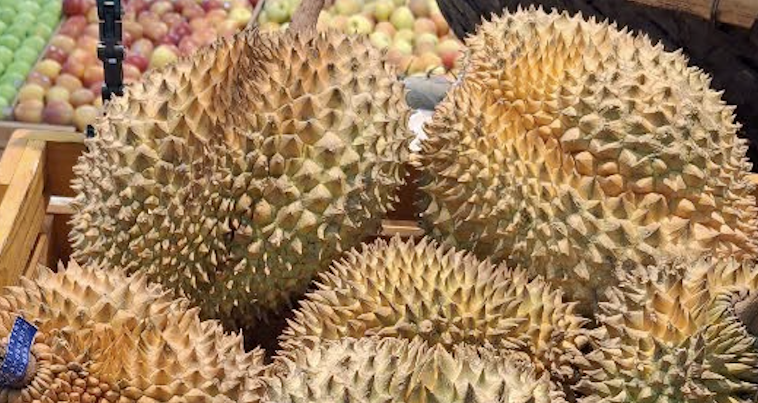 بدأت صادرات الدوريان تستعيد زخم النمو، ومن المتوقع أن تشهد انتعاشاً في الأشهر الأخيرة من العام. sau-rieng-viet-nam-nhan-them-tin-vui-tu-trung-quoc-nguoc-dong-ngoan-muc-2081.png