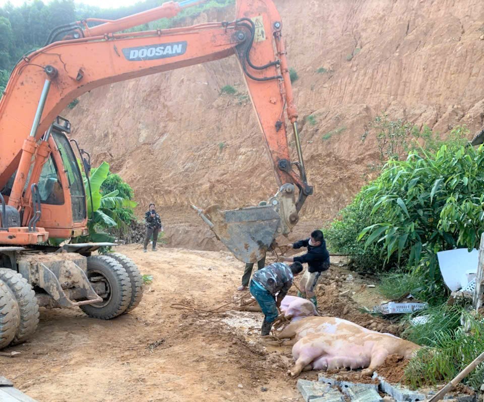 Lực lượng chức năng xã Mường Lai tổ chức tiêu hủy lợn mắc dịch tả lợn châu Phi. luc-luong-chuc-nang-xa-muong-lai-to-chuc-tieu-huy-lon-mac-dich-benh-ta-lon-chau-phi.jpg