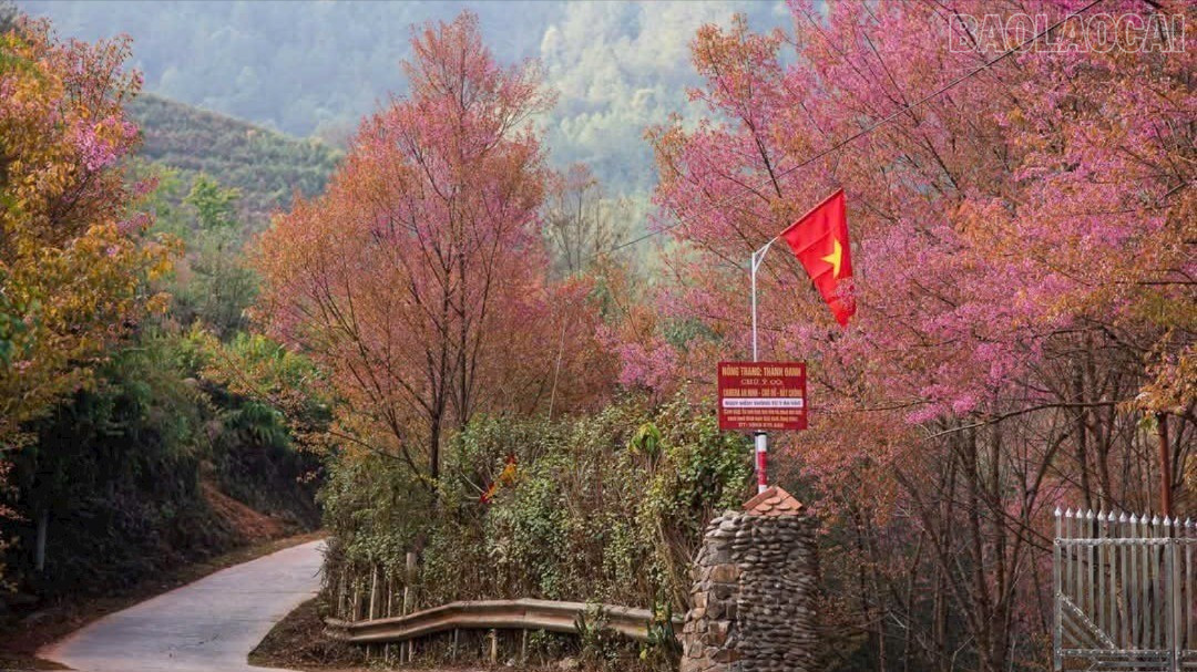 جاده پر گل Tớ dày در مو Cang Chải. baolaocai-tr_img-2604-38.jpg