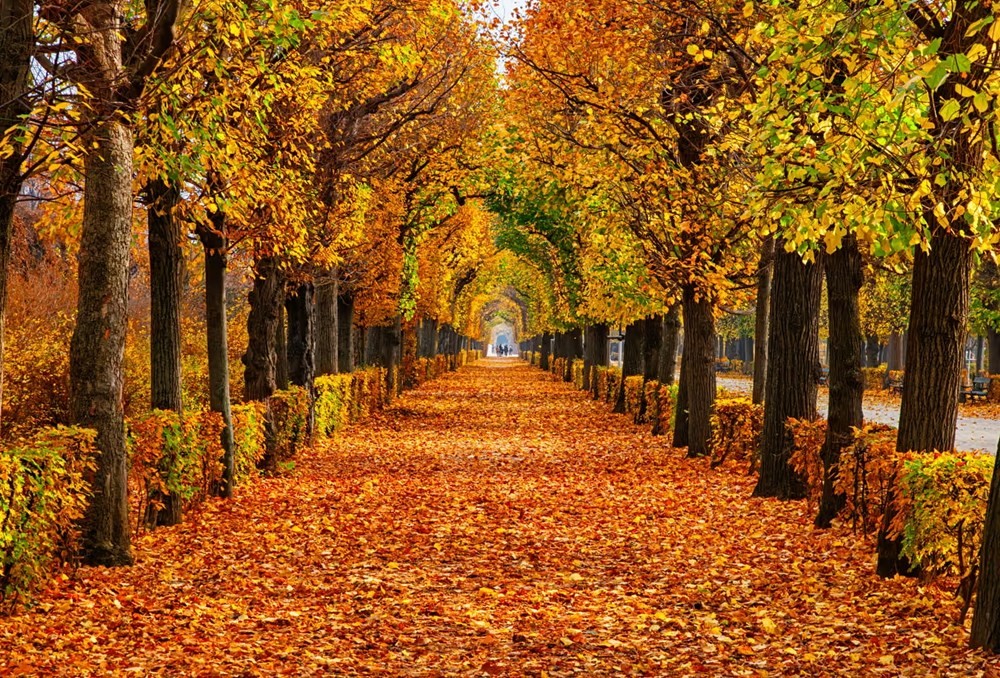 Die Wiener Parks sind im Herbst ein farbenfroher Genuss. Các công viên ở Vienna là niềm vui đầy màu sắc vào mùa thu.