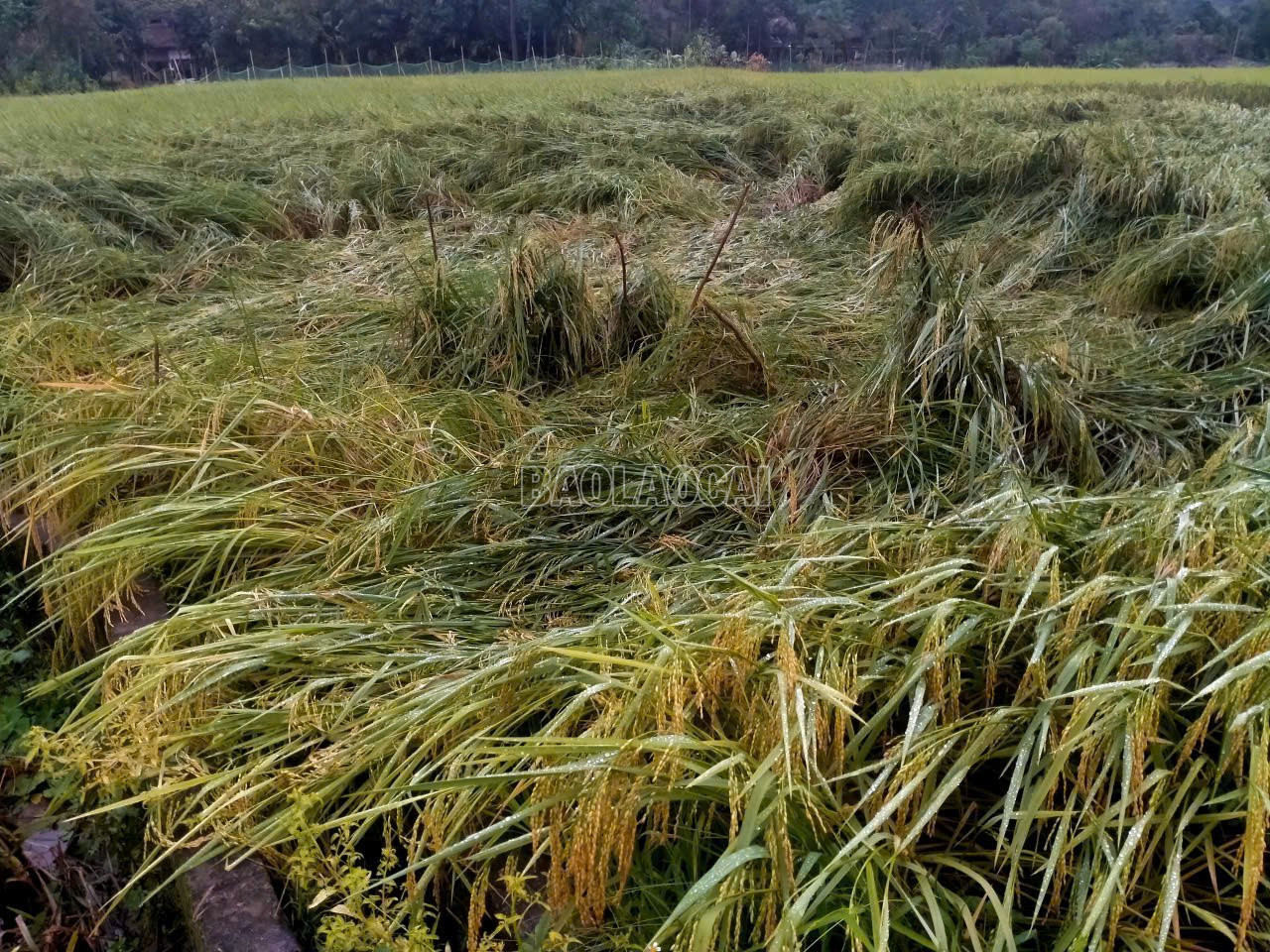 Nhiều diện tích lúa đến kỳ thu hoạch của xã Nghĩa Đô bị gãy đổ do mưa lũ. baolaocai-c_1-1-3.jpg