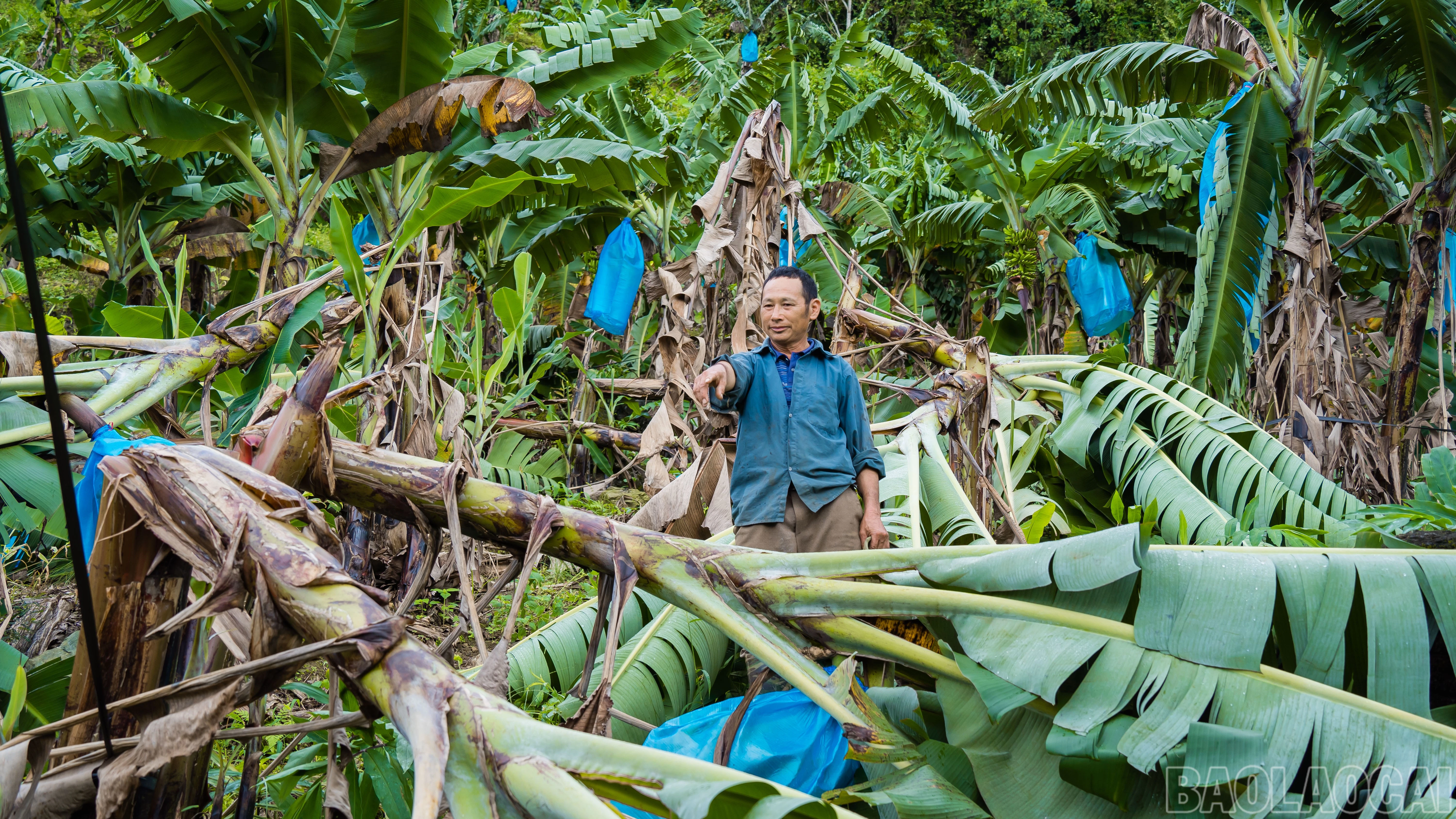 Hơn 5 ha chuối của 33 hộ dân bị gãy đổ hoàn toàn.